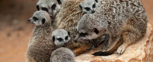 Meerkats gathered together in exhibit