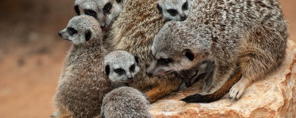 Meerkats gathered together in exhibit