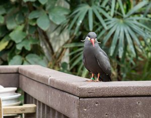 Inca tern in exhibit