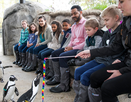 African penguins engaging with enrichment during a Malott Family Penguin Encounter