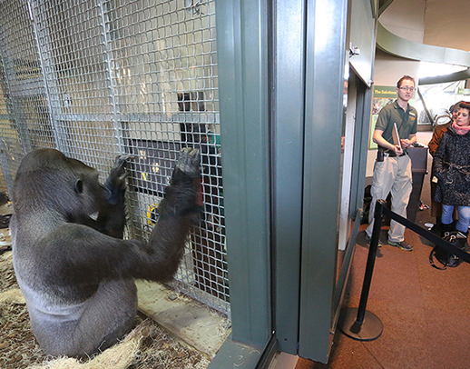 A western lowland gorilla using a touchscreen computer as a zoo educators explains the concept to guests