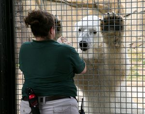 Animal Care staff working with a polar bear in exhibit