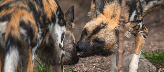 African painted dogs licking each other in exhibit
