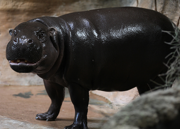 Pygmy hippo standing in exhibit