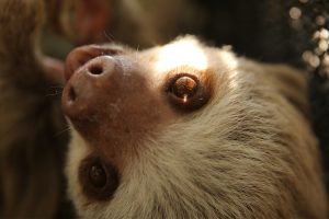 A Hoffmann's two-toed sloth in exhibit