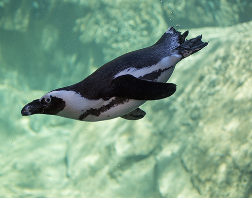 African penguin swimming underwater in exhibit