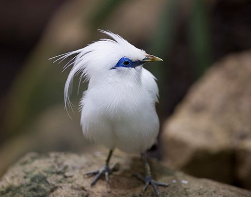 Bali myna in exhibit