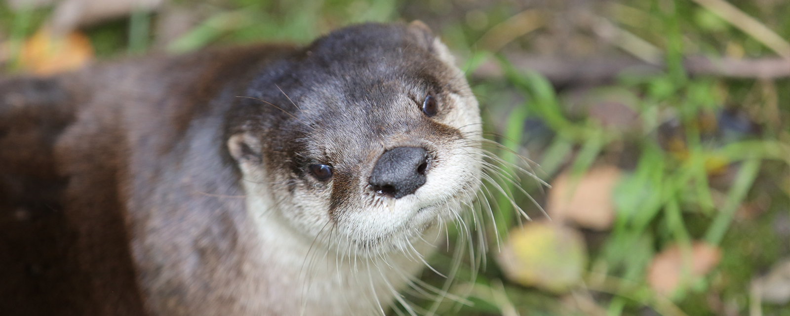 Asian small-clawed otter in exhibit