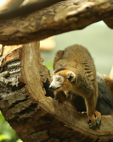 Crowned lemur standing on a log in exhibit