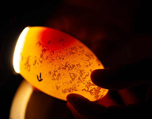 Animal Care staff using a light to see inside an unhatched egg
