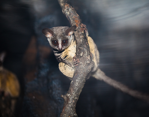 Pygmy slow loris hanging from a branch in exhibit