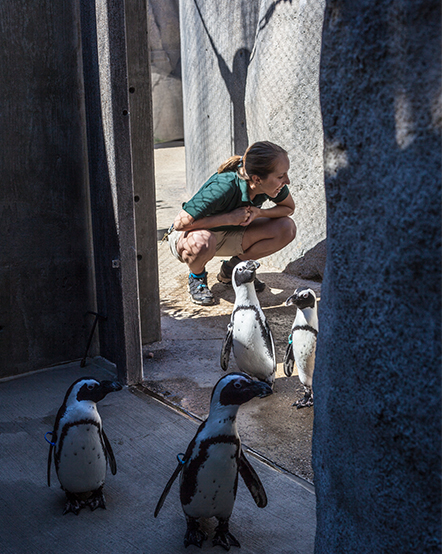 Animal Care staff watching penguins waddle into their behind-the-scenes space