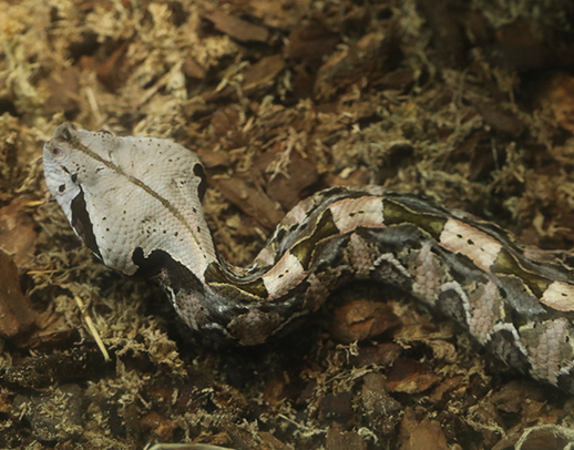 West African gaboon viper in exhibit