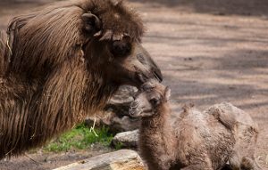 Bactrian camel with infant in exhibit