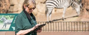 Zoo scientist observing a plains zebra in exhibit