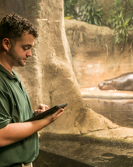 Zoo scientist observing a pygmy hippo in exhibit