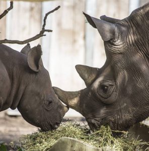 Two eastern black rhinoceroses in exhibit