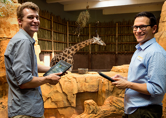 Zoo scientists observe a giraffe in exhibit