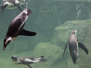 African penguins swimming in exhibit