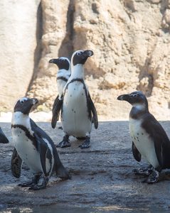 African penguins standing near the water's edge in exhibit