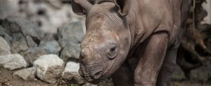 Eastern black rhino calf in exhibit