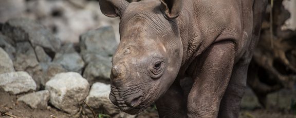 Eastern black rhino calf in exhibit