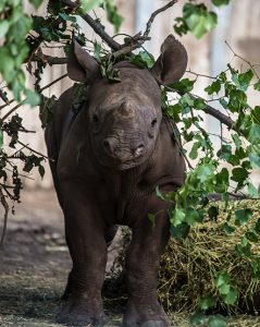 Eastern black rhino calf in exhibit