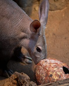 Aardvark exploring an enrichment item in exhibit