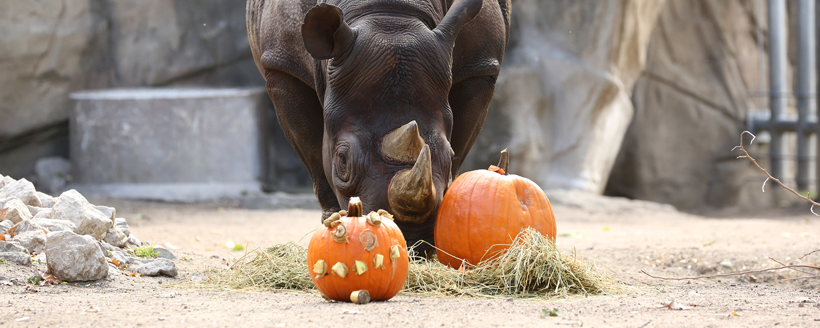 Eastern black rhino examining pumpkins in exhibit