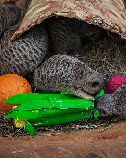 Meerkats crawling over various plaster enrichment items