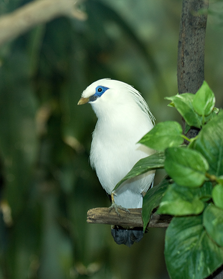 Bali myna in exhibit