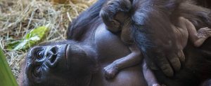 Western lowland gorilla holding newborn gorilla baby in exhibit