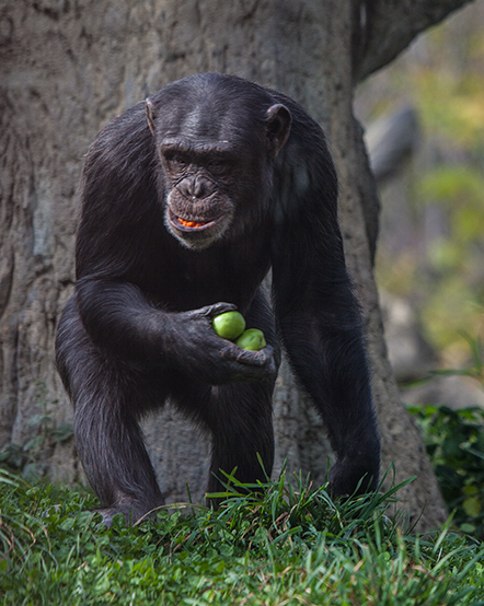 Chimpanzee holding lettuce in exhibit