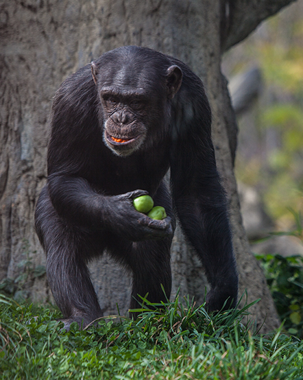 center for great apes tour