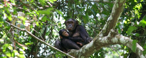 Wild chimpanzee with infant in a treetop