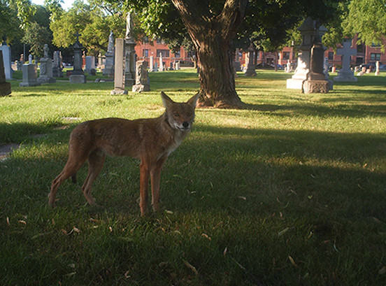 A wild coyote standing in a cemetery during the day
