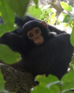 A wild infant chimpanzee in the trees