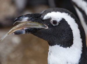 An African penguin eating a fish