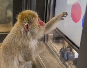 A Japanese macaque using a touchscreen computer