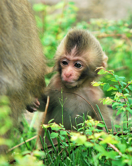 Japanese macaque in exhibit