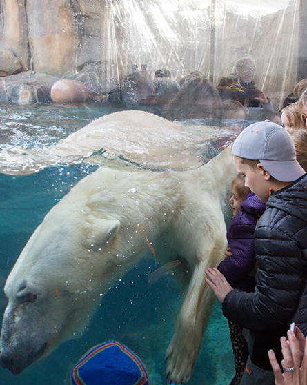 Guests watch a polar bear swim in Walter Family Arctic Tundra
