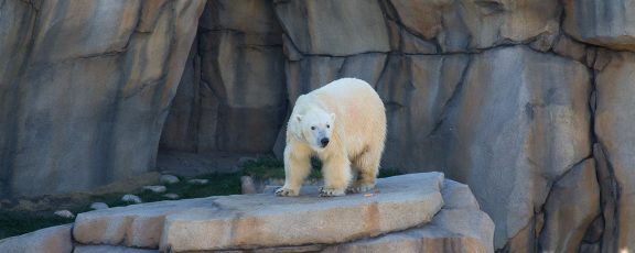 Polar bear standing on a rock in exhibit