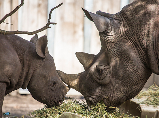 Eastern black rhino and calf in exhibit