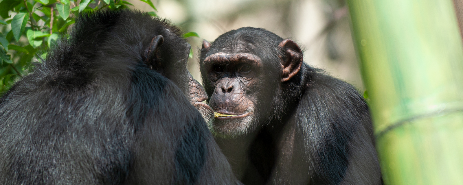 Two chimps socializing in exhibit