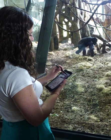 Zoo staff observing chimpanzees in exhibit