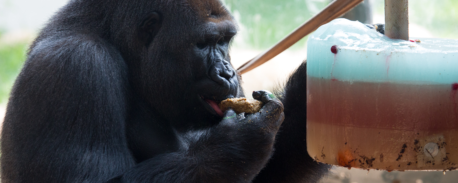 Western lowland gorilla eating a treat pulled from an icicle enrichment