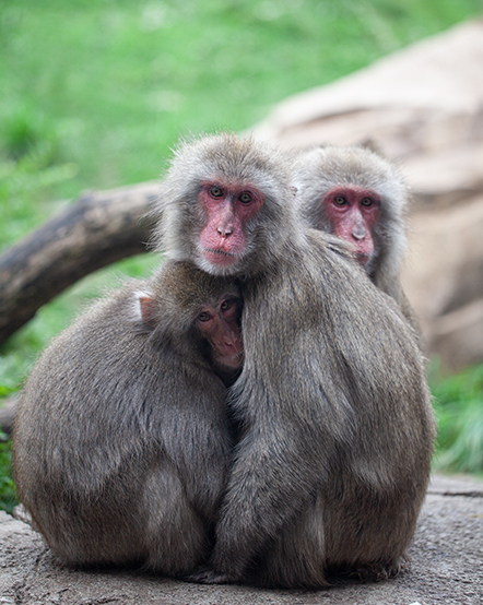 Three Japanese macaques hudled together