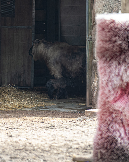 A sichuan takin peeks outside of Camel & Zebra area