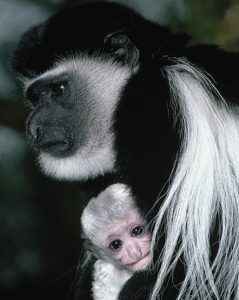 A black-and-white colobus holds its offspring in exhibit