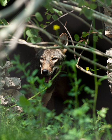 Red wolf in exhibit